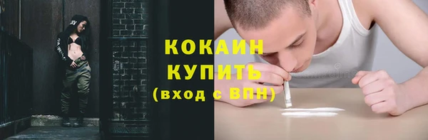 сатива Новозыбков